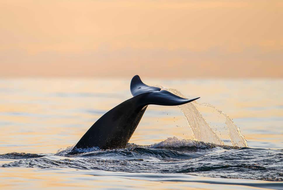 image n.12 of Bleik: Whale Watching by Speedboat with Puffins and Muffins activity in Nordland County, uploaded by supplier