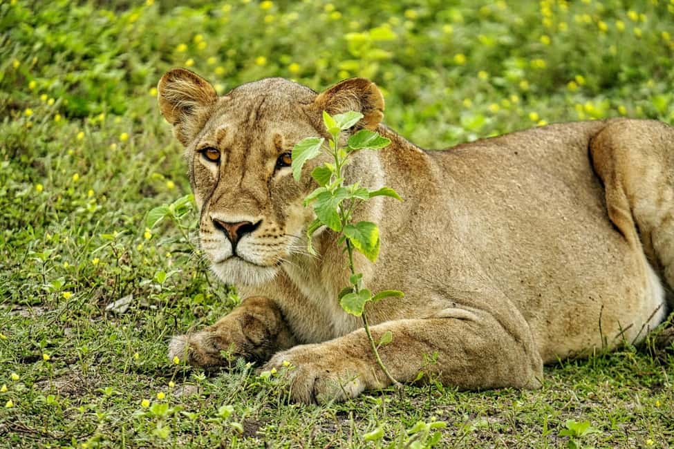 image n.8 of Victoria Falls: Quadripoint and Chobe Day Trip with Lunch activity in Victoria Falls Town, uploaded by supplier