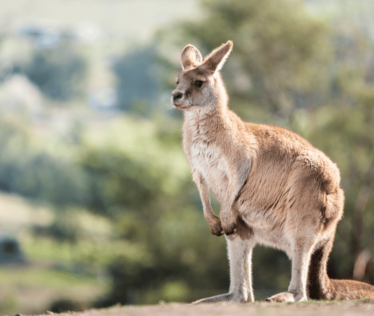 image n.6 of Hobart: Shore Excursion, Sights Wildlife Sanctuary and Lunch activity in Hobart, uploaded by supplier