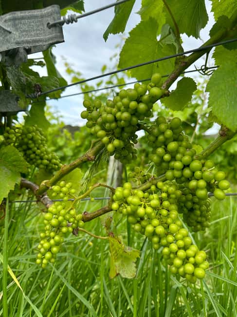image n.18 of From Auckland: Waiheke Island Wineries' Tour activity in Auckland, uploaded by supplier