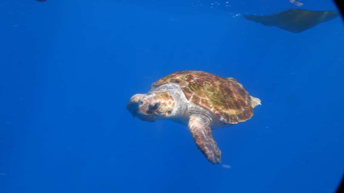 image n.35 of Tenerife: Kayak & Snorkel with Turtles & Dolphins w/Photos activity in Los Cristianos, uploaded by supplier