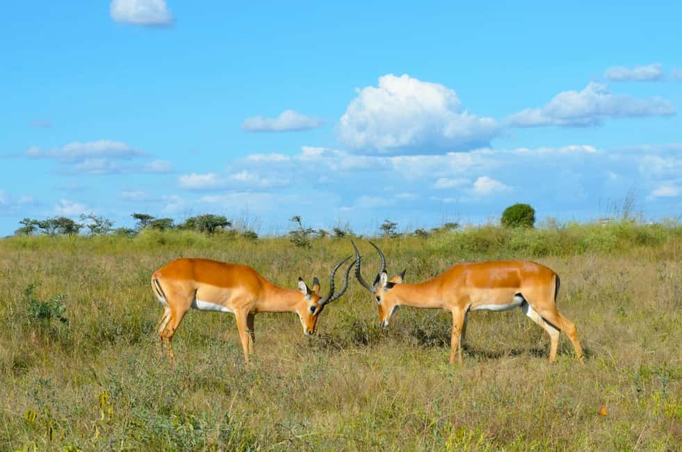 image n.7 of Nairobi : Nairobi National Park: 5- hours Guided Game Drive activity in Nairobi, uploaded by supplier