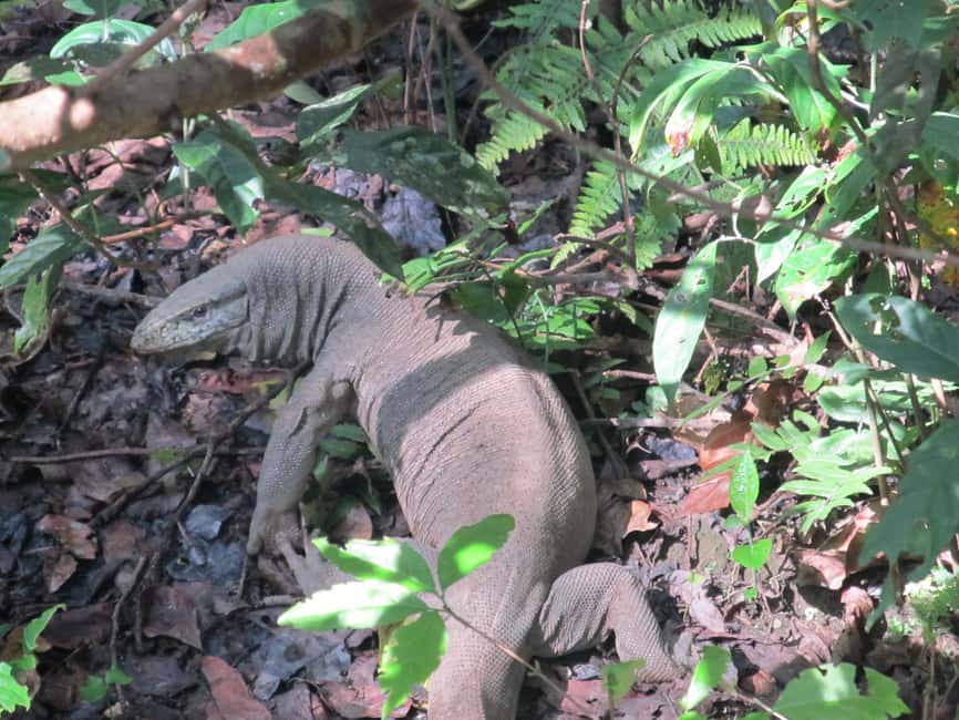 image n.38 of From Kathmandu/Pokhara: 3 Day All-Inclusive Chitwan Safari activity in Pashchimanchal, Western Region, uploaded by supplier