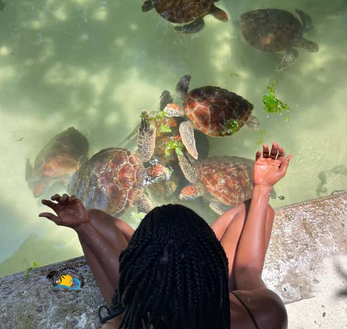 image n.19 of Nungwi: Swimming with Turtles at The Lagoons Zanzibar activity in Zanzibar City, uploaded by supplier