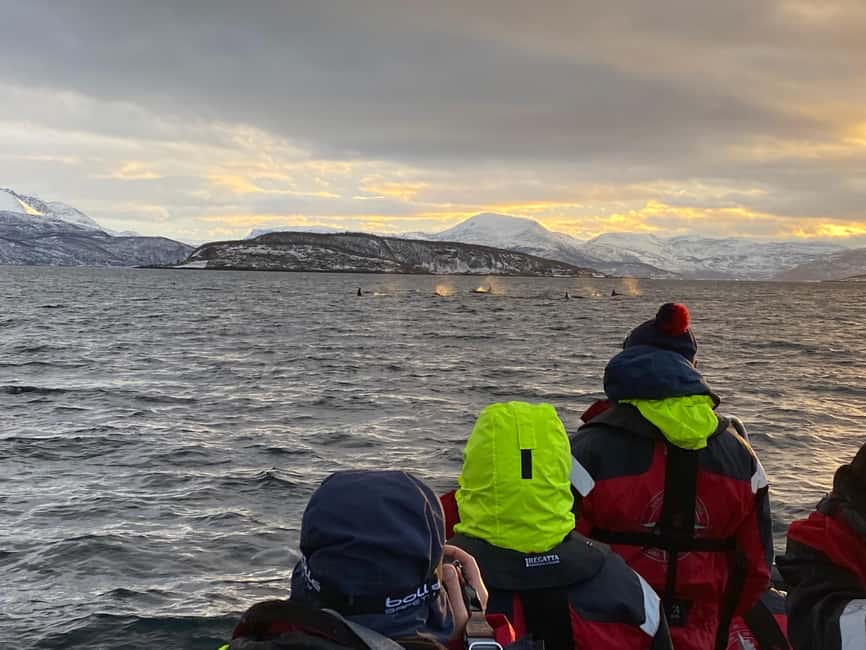 Image N°9 de Skjervøy : Tour en bateau d'observation des baleines et des orques activité à Skjervoy, publiée par le prestataire