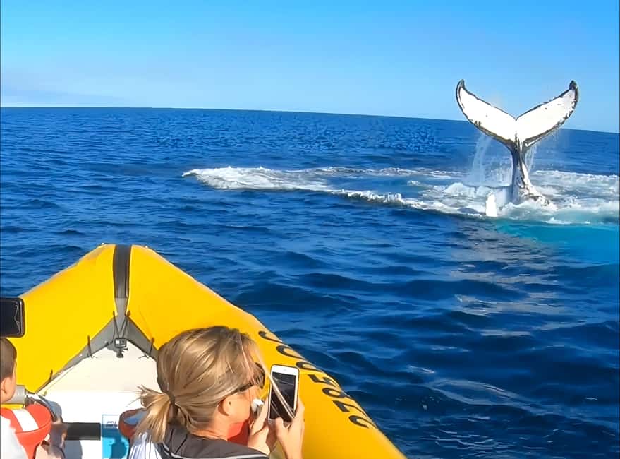 image n.5 of Noosa: Humpback Whale Watching Tour activity in Noosa Heads, uploaded by supplier