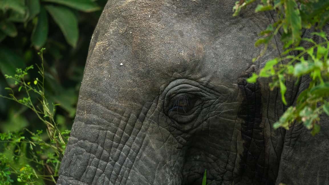 image n.31 of From Zanzibar: Day Selous Game Reserve Safari with Flights activity in Morogoro Region, uploaded by supplier