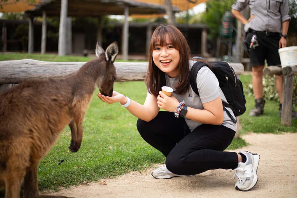 image n.7 of Sydney: Zoo, Blue Mountains and Scenic World Mandarin Tour activity in Katoomba, uploaded by supplier