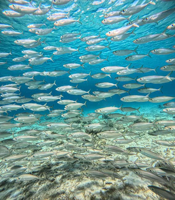 afbeelding n.13 van Curaçao: Playa Piskado Seabob Avontuur (Zeeschildpadden) activiteit in Curaçao, geüpload door aanbieder