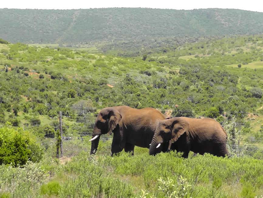 image n.9 of Port Elizabeth:2-Day Schotia Safaris & Addo Wildlife Reserve activity in Eastern Cape, uploaded by supplier