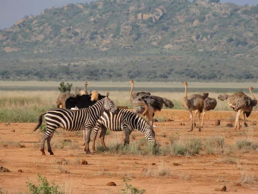 image n.51 of 2-Days Wildlife Safari to Tsavo East & Tsavo West Park activity in Coast Province, uploaded by supplier