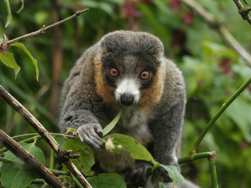 image n.1 of Bristol: Bristol Zoo Project Entry Ticket activity in Bristol, uploaded by supplier