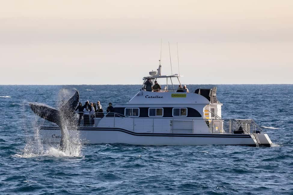 imagen n.º 1 de Newport Beach: crucero en catamarán de avistamiento de ballenas de lujo actividad en Laguna Beach, subida por el proveedor