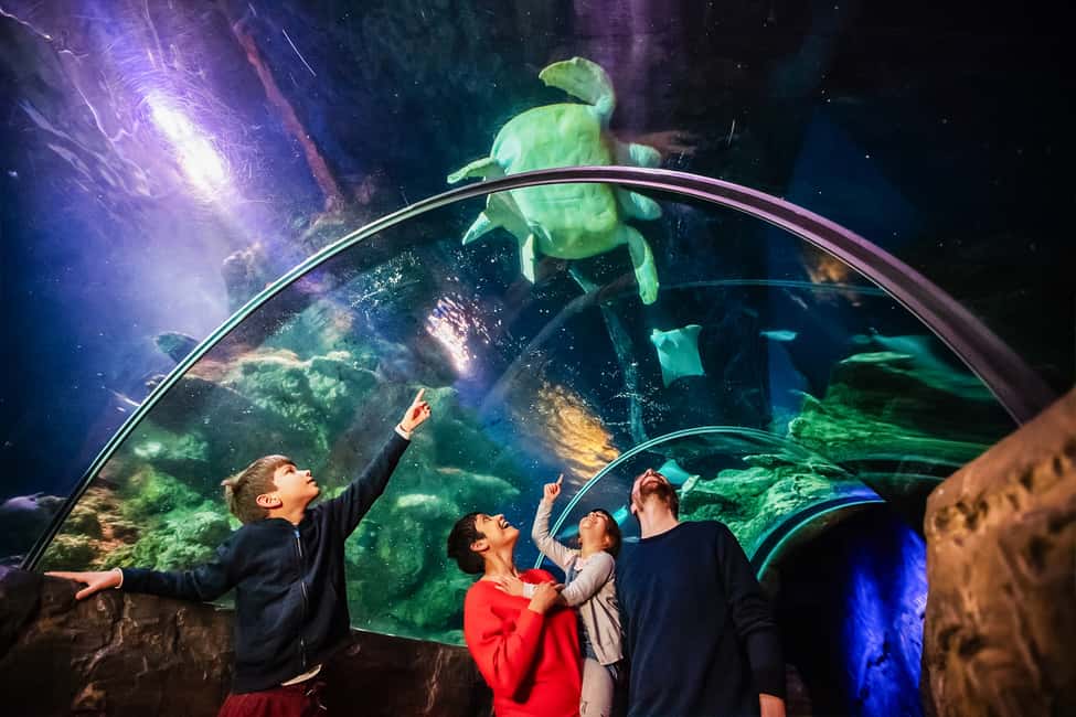 image n.4 of London: SEA LIFE Entry Ticket activity in London, uploaded by supplier