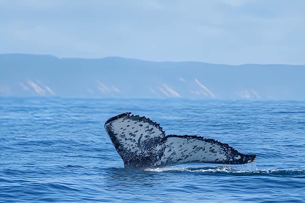 image n.16 of Noosa: Humpback Whale Watching Tour activity in Noosa Heads, uploaded by supplier