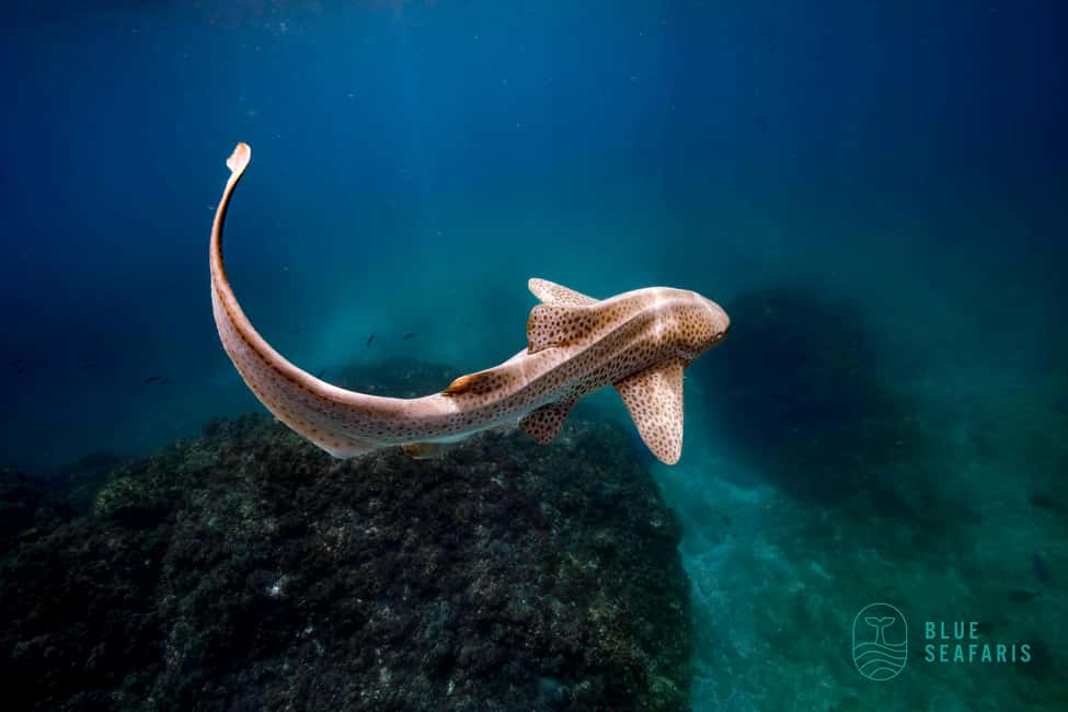 image n.5 of Byron Bay: Snorkelling Tour of Julian Rocks "Nuthungulli" activity in Byron Bay, uploaded by supplier