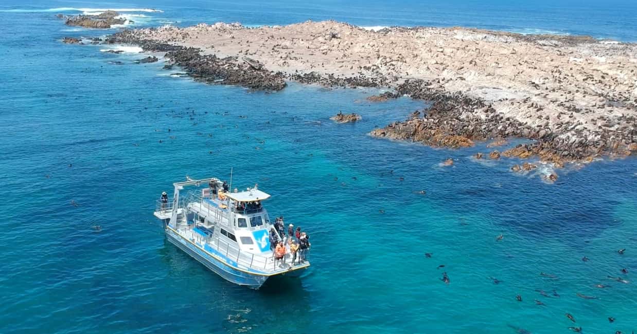 image n.7 of Cape Town: Gansbaai Eco-Friendly Shark Cage Diving Cruise activity in Cape Town, uploaded by supplier