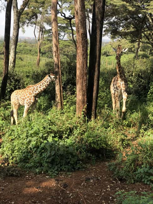 image n.10 of Nairobi: Elephant Sanctuary and Giraffe Center Day Tour activity in Nairobi, uploaded by supplier