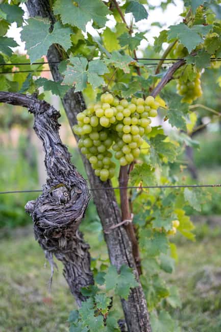 Bild Nr. 4 von Von Ljubljana aus: Vipava Valley Wine Express Tour Aktivität in Ljubljana, hochgeladen vom Anbieter