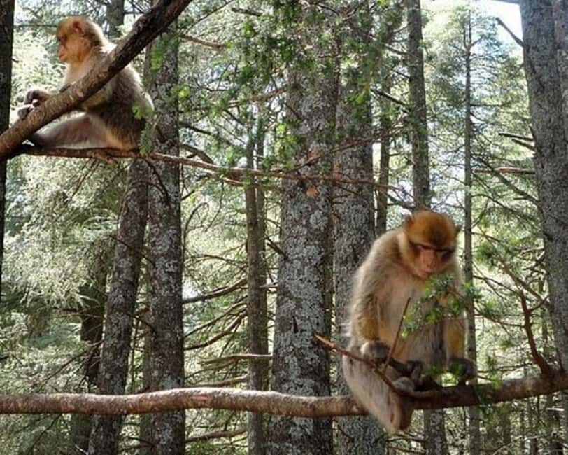 Ifrane Cedar Forest