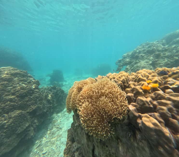 billede nr.25 af aktiviteten Koh Tao: Koh Nangyuan & Hidden Bays snorkeltur med frokost i Thailandbugten, uploadet af udbyder