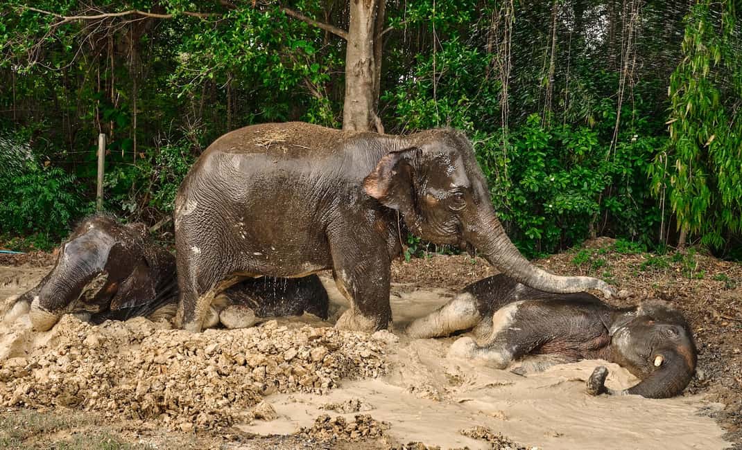 imagem n.8 de Destaques de Bangcoc: Cuidados éticos com elefantes e almoço buffet atividade em Província de Chachoengsao, carregada pelo fornecedor