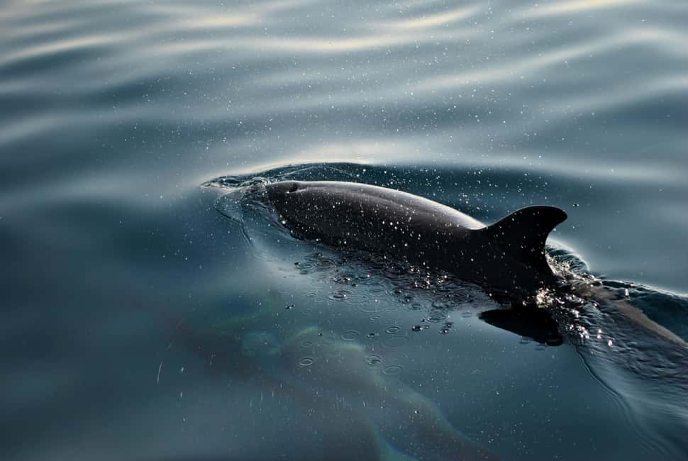 Bild Nr. 4 von FAŽANA: DELPHIN-SAFARI Aktivität in Pula, Kroatien, hochgeladen vom Anbieter