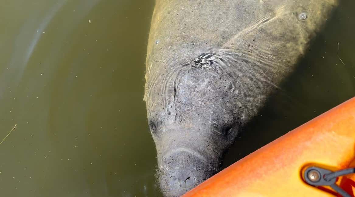 image n.5 of Bradenton: Anna Maria Island Guided Kayaking Manatee Tour activity in Bradenton, Florida, uploaded by supplier