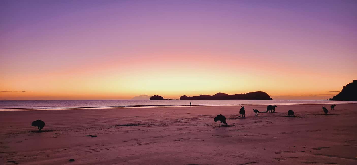 image n.8 of Sunrise with the Kangaroos & Wallabies - Airlie Beach activity in Mackay, uploaded by supplier