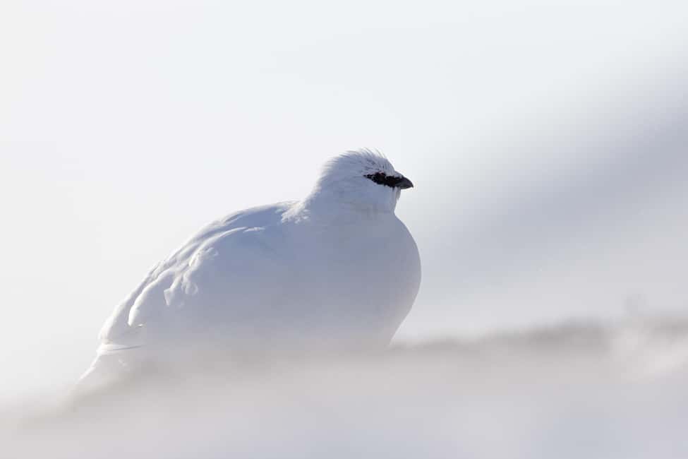 image n.14 of Longyearbyen: Wildlife Safari & Hiking Photography Tour activity in Longyearbyen, uploaded by supplier