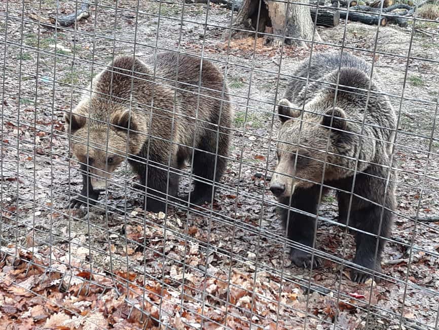 image n.19 of Legends&Wildlife Awaits: Dracula's Castle & Bear Sanctuary activity in Brasov, uploaded by supplier