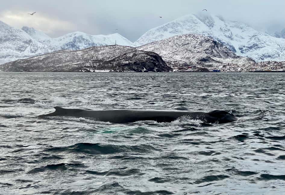 Image N°10 de Skjervøy : Tour en bateau d'observation des baleines et des orques activité à Skjervoy, publiée par le prestataire