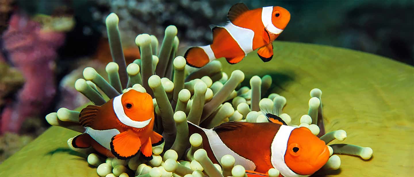 afbeelding n.11 van Mallorca: Toegangbewijs Palma Aquarium met Optionele 3D Bioscoop activiteit in Palma de Mallorca, geüpload door aanbieder