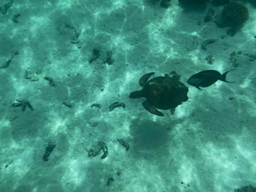 Immagine nº 6 di Muscat: Tour di snorkeling delle isole Daymaniyat attività a Oman, caricata dal fornitore