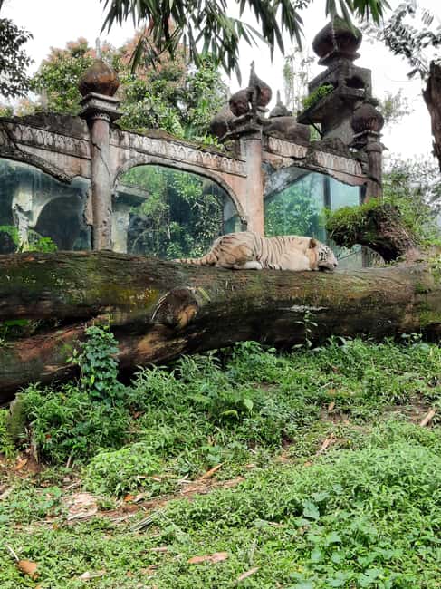 image n.1 of Jakarta : Taman Safari, Panda Palace, and Waterfall activity in Bogor, uploaded by supplier
