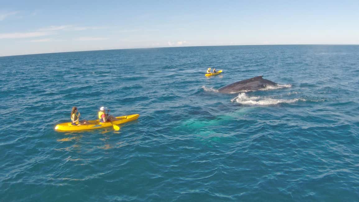 Image N°3 de Observation des baleines en kayak de mer + aventure sur la Great Beach Drive activité à Région de Gympie, publiée par le prestataire