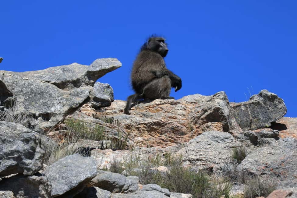 image n.18 of Oudtshoorn: Half-Day Swartberg Pass Private Guided Tour activity in Western Cape, uploaded by supplier