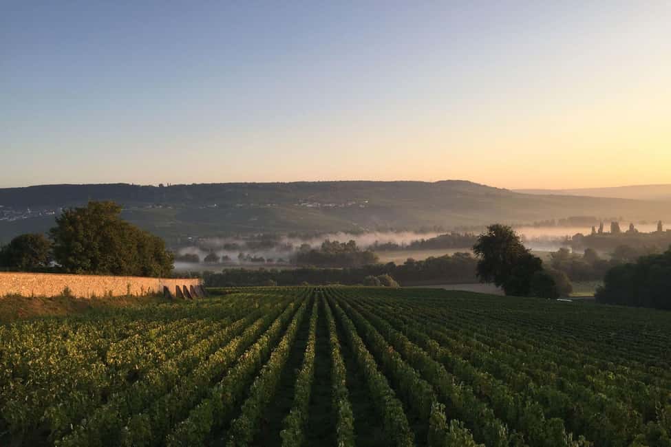 image n.13 of From Paris: Champagne Day Trip with 7 Tastings and Lunch activity in Epernay, uploaded by supplier