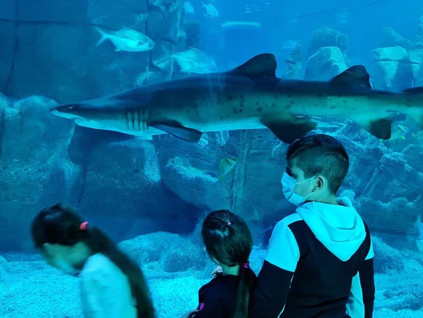 image n.8 of Istanbul: Aquarium Ticket with Shuttle Bus from Sultanahmet activity in Istanbul, uploaded by supplier