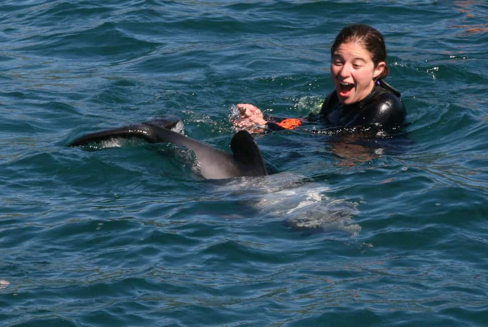 image n.5 of Akaroa: Swimming with Wild Dolphins Experience activity in South Island, uploaded by supplier