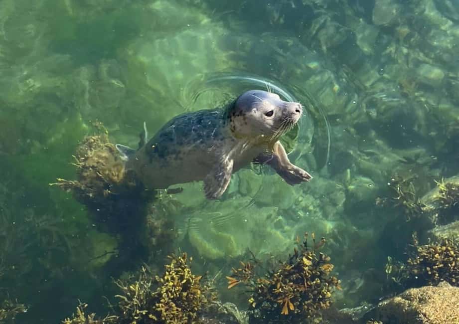 image n.5 of Seahouses: Inner Farne National Trust Bird Sanctuary Tour activity in Northumberland, uploaded by supplier