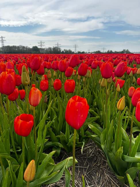 image n.47 of From Lisse: Keukenhof Flower Fields Bike Tour activity in Lisse, uploaded by supplier