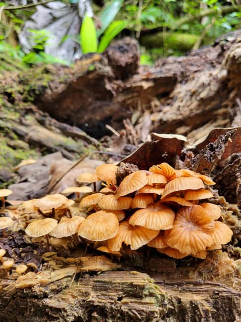 Obraz nr 14 z atrakcji Z San Juan: Wycieczka do lasu deszczowego El Yunque i kiosków Luquillo w Río Grande, Portoryko, przesłany przez organizatora