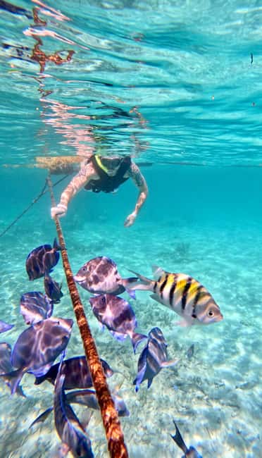 Obraz nr 8 z atrakcji Akumal: Snorkeling i zdjęcia z żółwiami w Akumal, przesłany przez organizatora