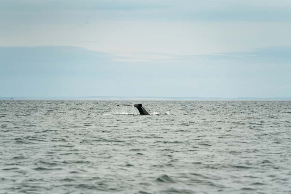 imagem n.10 de Victoria: Aventura de 3 horas de observação de baleias num barco Zodiac atividade em Victoria, Colúmbia Britânica, carregada pelo fornecedor