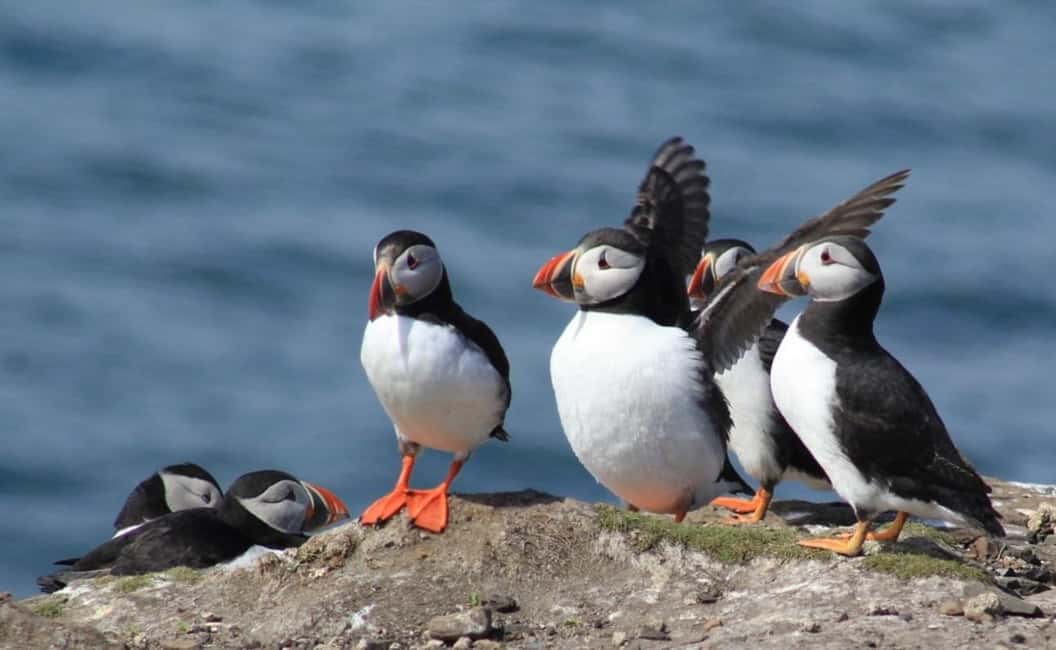 image n.1 of Seahouses: Inner Farne National Trust Bird Sanctuary Tour activity in Northumberland, uploaded by supplier