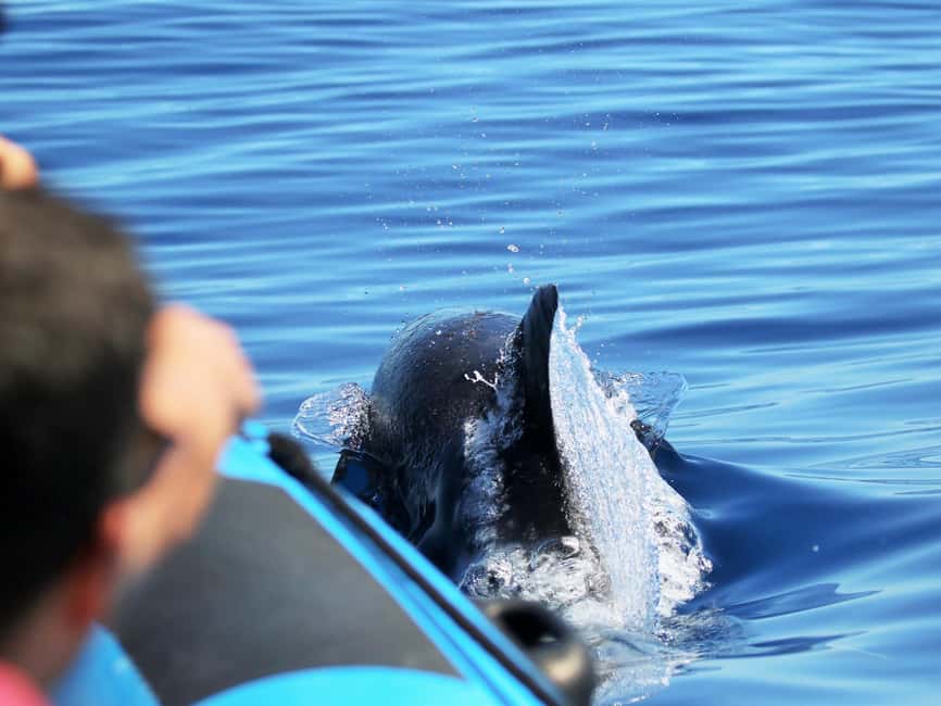 image n.8 of Rabo de Peixe: Sperm Whale Sanctuary Expedition activity in Ribeira Grande, uploaded by supplier