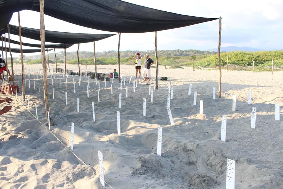 Bild Nr. 12 von Puerto Escondido: Erlebnis Schildkrötenbefreiung Aktivität in Puerto Escondido, hochgeladen vom Anbieter