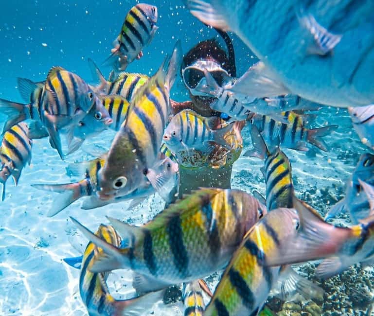 image n.4 of Puerto Vallarta: Los Arcos Islands Boat Tour and Snorkeling activity in Puerto Vallarta, uploaded by supplier