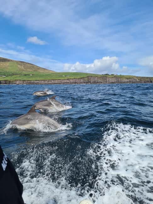 imagen n.º 2 de Dingle: Excursión ecológica por la Isla Blasket con observación de la fauna salvaje actividad en Munster, Irlanda, subida por el proveedor